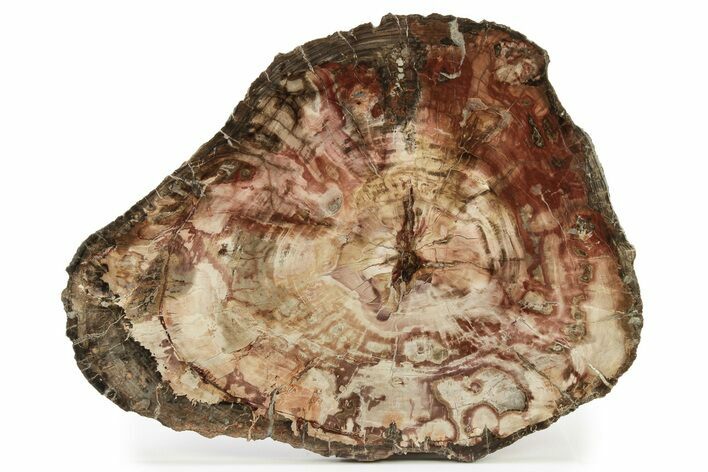 Colorful, Petrified Wood (Araucaria) Slab - Madagascar #260482